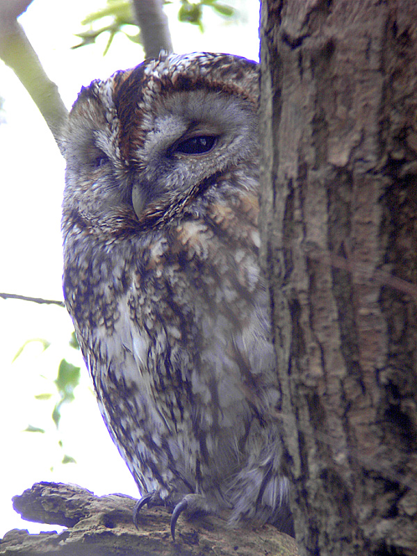 Tawny Owl